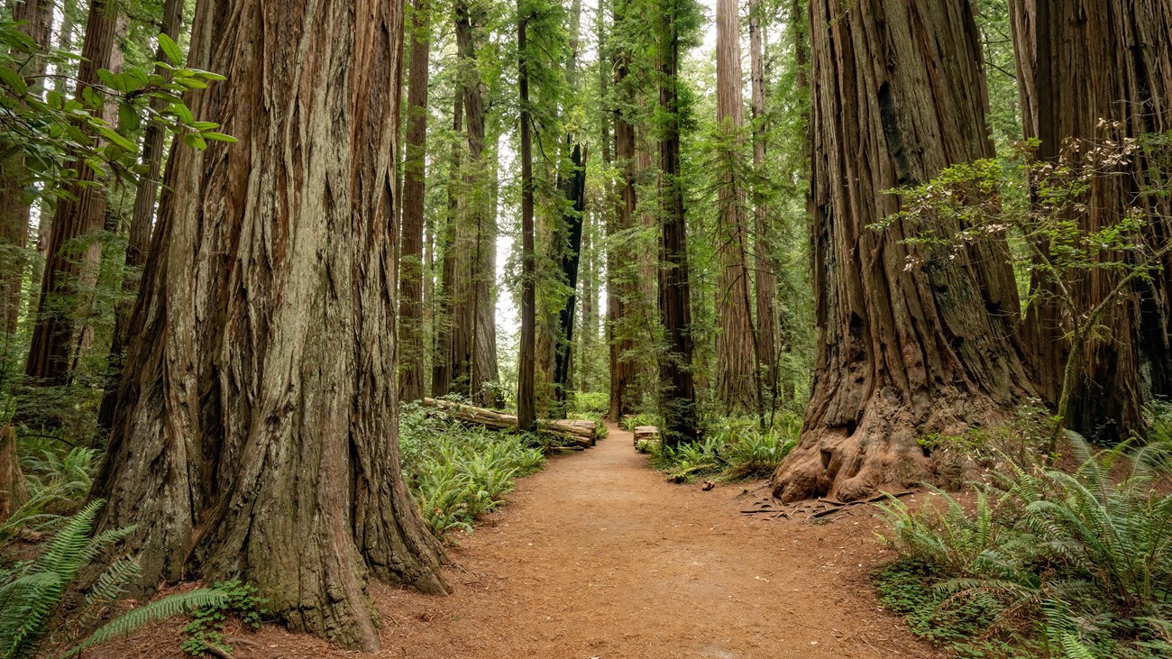 A dirt path meanders through a redwood forest. 