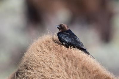 bison_bird Cowbird on top a bison